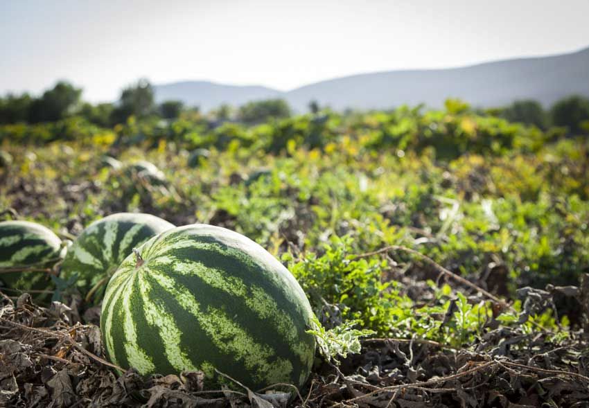 برداشت ۳ هزار تن هندوانه دیم از مزارع کشاورزی شهرستان البرز