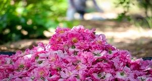 پیش بینی برداشت ۸۰ تن گل محمدی در استان گلستان