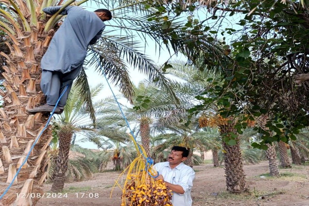 پیش‌بینی برداشت ۲۴ هزار تن خرما در سراوان