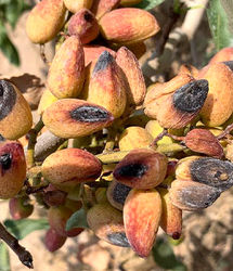 خسارت سنگین به باغات پسته راور استان کرمان