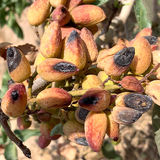 خسارت سنگین به باغات پسته راور استان کرمان