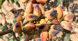 خسارت سنگین به باغات پسته راور استان کرمان