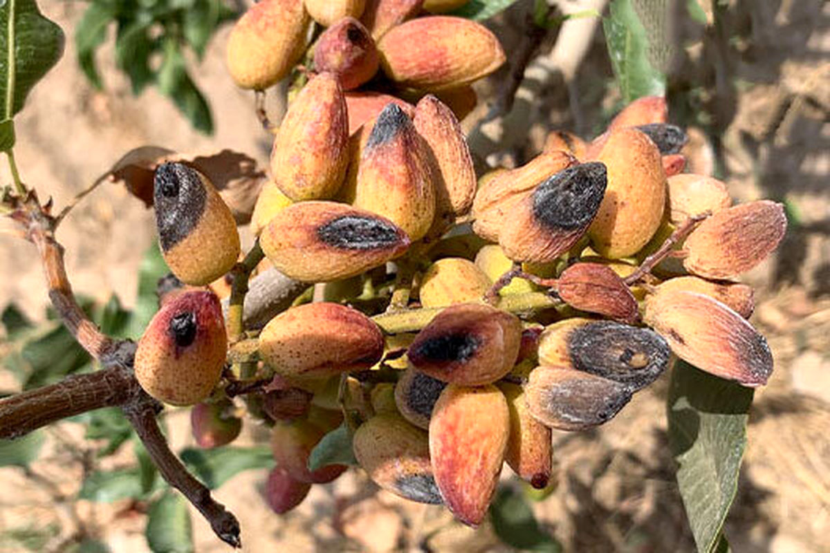 خسارت سنگین به باغات پسته راور استان کرمان