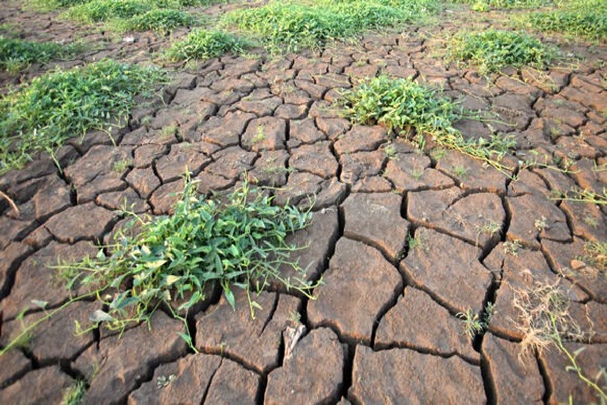 عربستان برای مبارزه با خشکسالی، ۱۵۰ میلیون دلار بودجه گذاشت