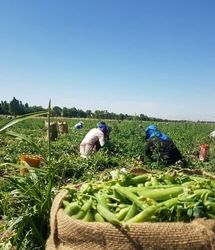 آغاز برداشت باقلا و نخودفرنگی در طارم