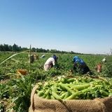 آغاز برداشت باقلا و نخودفرنگی در طارم