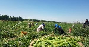 آغاز برداشت باقلا و نخودفرنگی در طارم