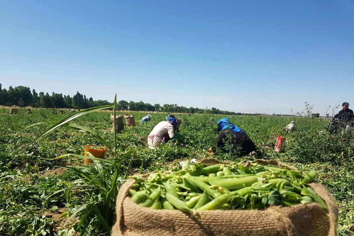 آغاز برداشت باقلا و نخودفرنگی در طارم