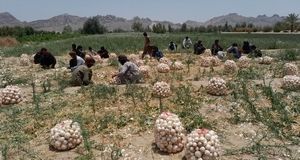 برداشت ۱۰۰۰ تن پیاز در خاش