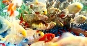 ۶۰ درصد تولید ماهیان زینتی صادر می‌شود