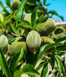 آغاز برداشت یک هزار تن بادام در استان آذربایجان‌غربی