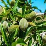 آغاز برداشت یک هزار تن بادام در استان آذربایجان‌غربی