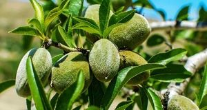 آغاز برداشت یک هزار تن بادام در استان آذربایجان‌غربی