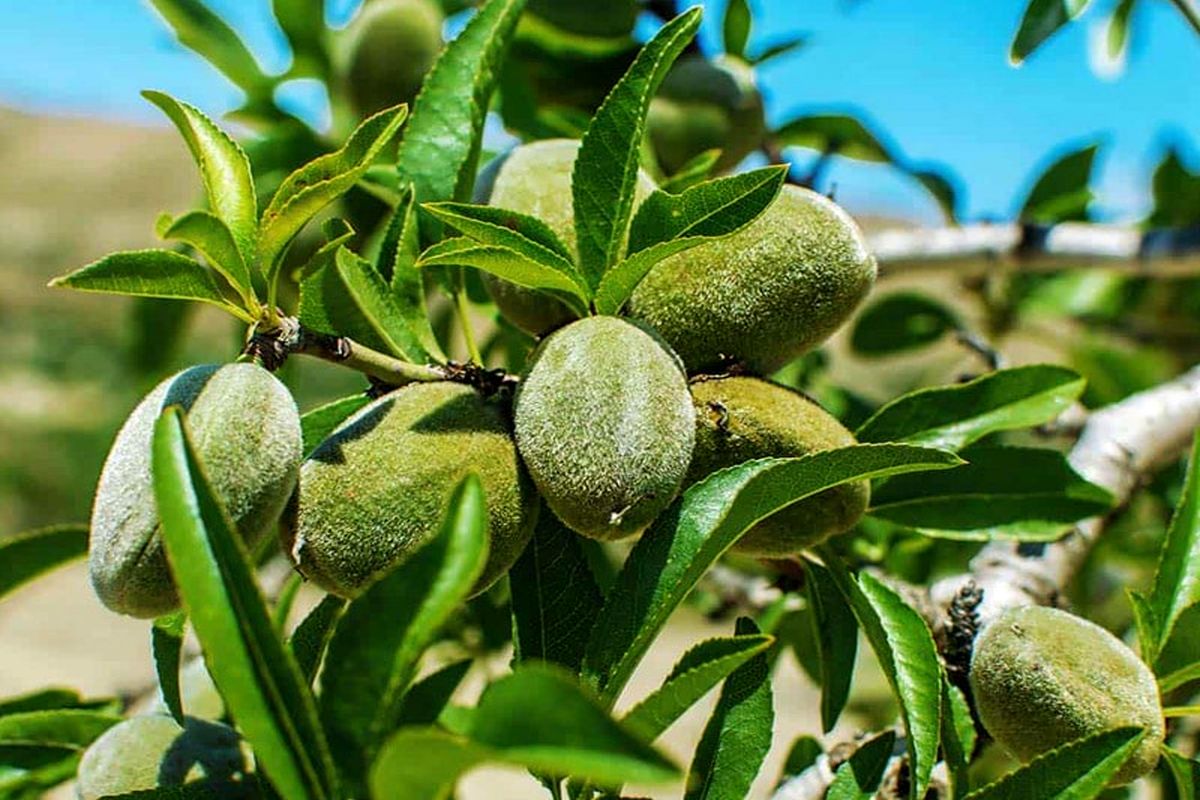 آغاز برداشت یک هزار تن بادام در استان آذربایجانغربی