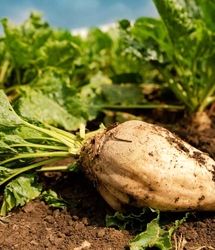 تولید سالانه نزدیک به ۲ میلون تن چغندر قند در استان آذربایجان‌غربی
