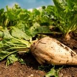 تولید سالانه نزدیک به ۲ میلون تن چغندر قند در استان آذربایجان‌غربی