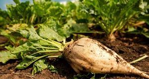 تولید سالانه نزدیک به ۲ میلون تن چغندر قند در استان آذربایجان‌غربی