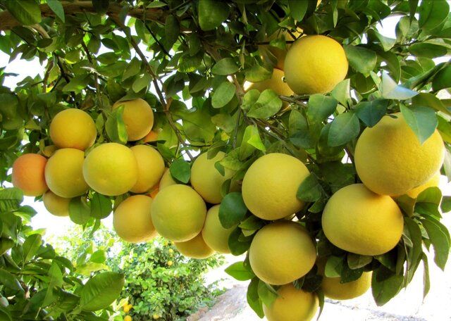 برداشت ۳۹۰ هزار تن محصول مرکبات در جنوب استان کرمان