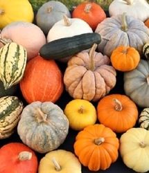 برداشت ۱۰ هزار تن محصول کدو در بروجرد