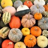 برداشت ۱۰ هزار تن محصول کدو در بروجرد