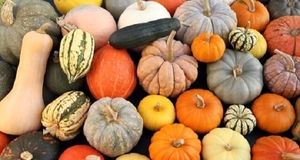 برداشت ۱۰ هزار تن محصول کدو در بروجرد