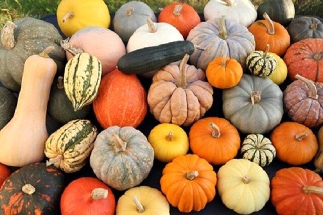 برداشت ۱۰ هزار تن محصول کدو در بروجرد