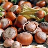 پیش‌بینی برداشت هزار تن انجیر و فندق در طارم