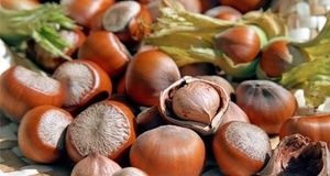 پیش‌بینی برداشت هزار تن انجیر و فندق در طارم