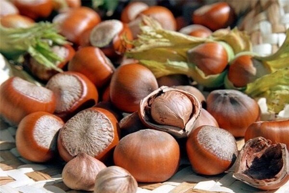 پیشبینی برداشت هزار تن انجیر و فندق در طارم