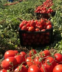 پرداخت همه مطالبات گوجه کاران استان گلستان