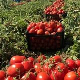 پرداخت همه مطالبات گوجه کاران استان گلستان