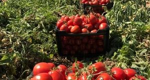 پرداخت همه مطالبات گوجه کاران استان گلستان