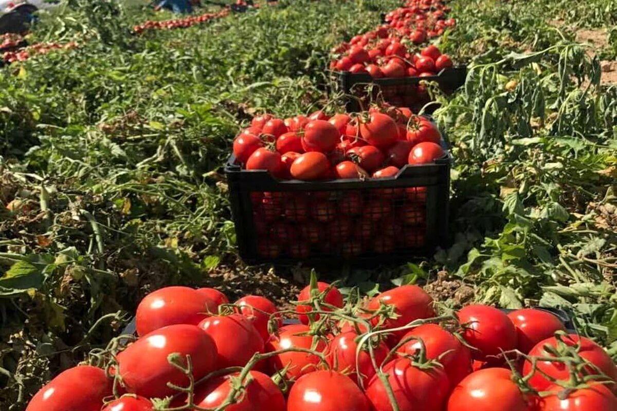 پرداخت همه مطالبات گوجه کاران استان گلستان