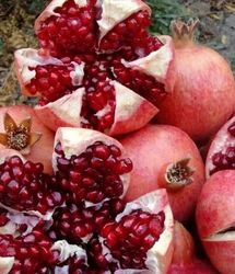 پیش‌بینی برداشت ۲۰ هزار تن محصول انار در کردستان