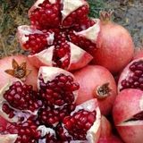 پیش‌بینی برداشت ۲۰ هزار تن محصول انار در کردستان