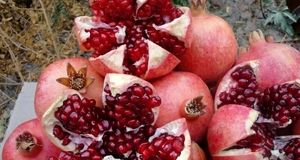 تولید ۱۳ هزار تن انار در استان کرمانشاه