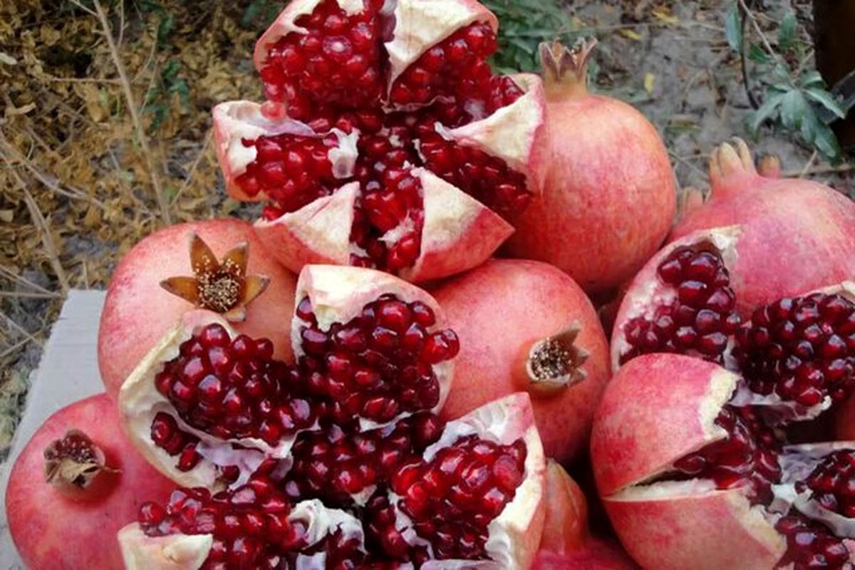 تولید ۱۳ هزار تن انار در استان کرمانشاه