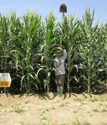 برآورد ۱۸۰ میلیارد ریالی ارزش اقتصادی نیشکر تولیدی استان گیلان در سال جاری