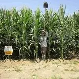 برآورد ۱۸۰ میلیارد ریالی ارزش اقتصادی نیشکر تولیدی استان گیلان در سال جاری