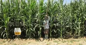 برآورد ۱۸۰ میلیارد ریالی ارزش اقتصادی نیشکر تولیدی استان گیلان در سال جاری