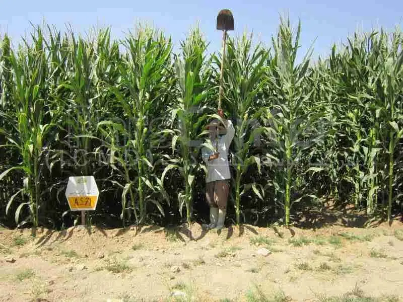 برآورد ۱۸۰ میلیارد ریالی ارزش اقتصادی نیشکر تولیدی استان گیلان در سال جاری