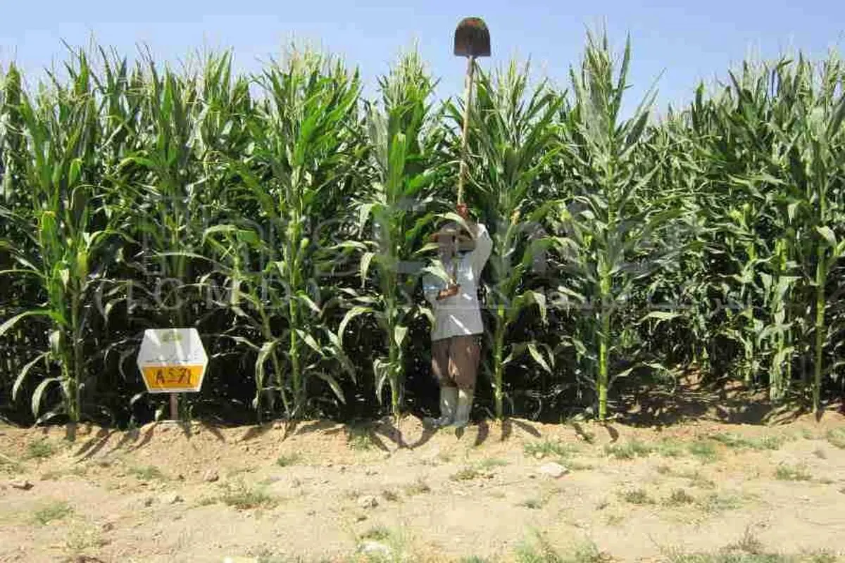 برآورد ۱۸۰ میلیارد ریالی ارزش اقتصادی نیشکر تولیدی استان گیلان در سال جاری