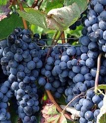 ملایر قطب انگور کشور به صورت پایلوت شد