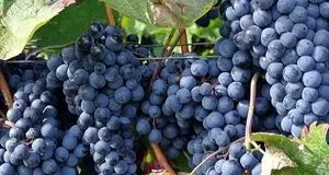 ملایر قطب انگور کشور به صورت پایلوت شد