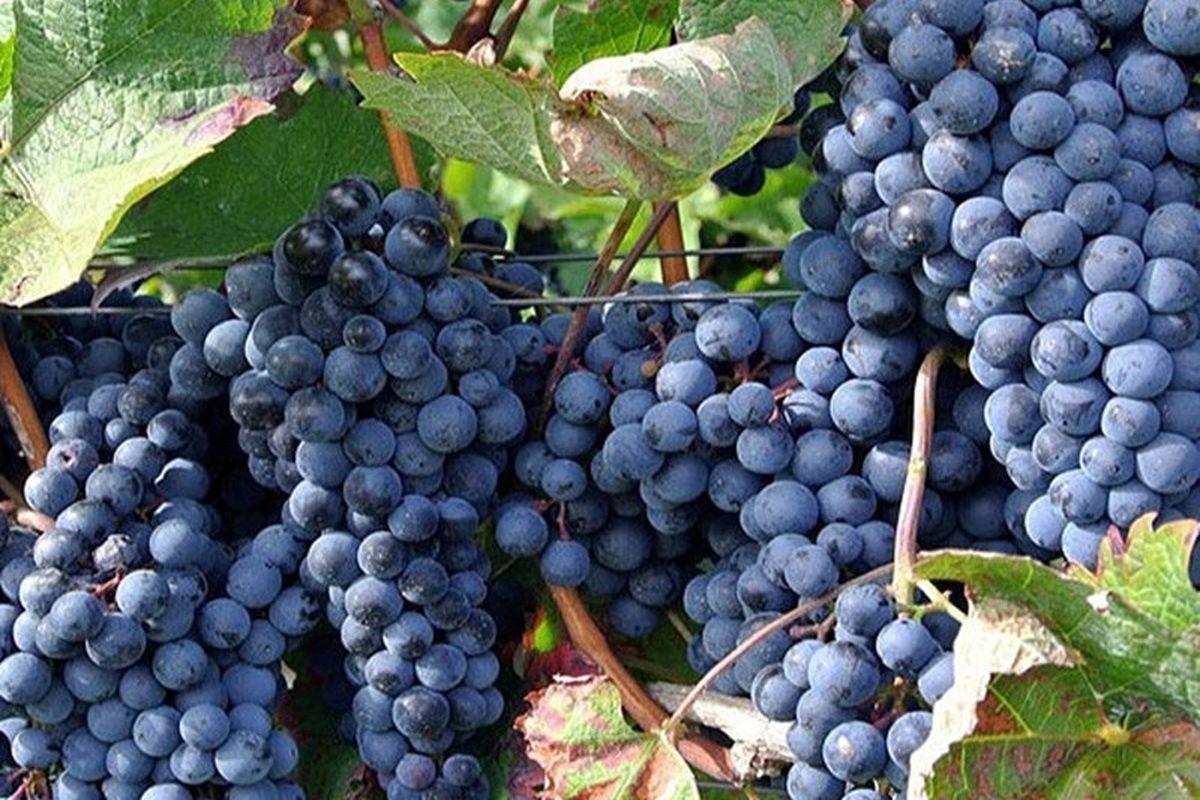 ملایر قطب انگور کشور به صورت پایلوت شد