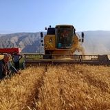 فعالیت ۱۴ هزار دستگاه کمباین ویژه برداشت برنج در سطح شالیزارها