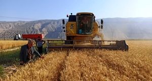 فعالیت ۱۴ هزار دستگاه کمباین ویژه برداشت برنج در سطح شالیزارها