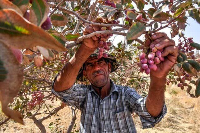 رشد ۵۰ درصدی برداشت پسته در میاندوآب