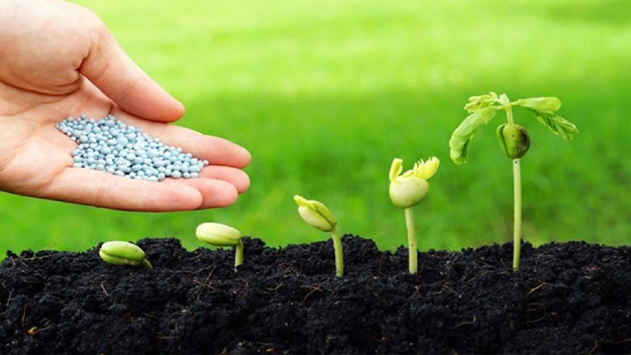 توزیع بی‌سابقه بذر در ۱۰ سال اخیر