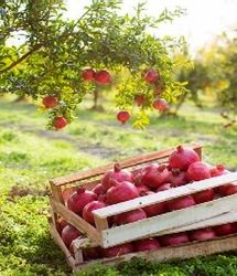 پیش‌بینی برداشت بیش از ۱۳هزار تن انار در باغ ملک